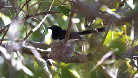 Madre-Protectora-Y-Territorial-Willie-Wagtail,-Rhipidura-Leucophrys-Incubando-E-Incubando-En-Un-Nido-En-Forma-De-Copa-En-Una-Rama-De-árbol,-Observación-De-Aves-En-El-Ambiente-De-Humedales-Boondall,-Primer-Plano