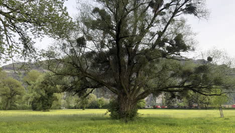 giant tree in the middle of yellow flowers field