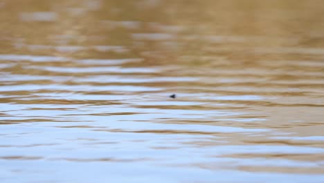 A-slow-motion-video-of-a-jumping-trout-in-an-alpine-lake-in-Norway