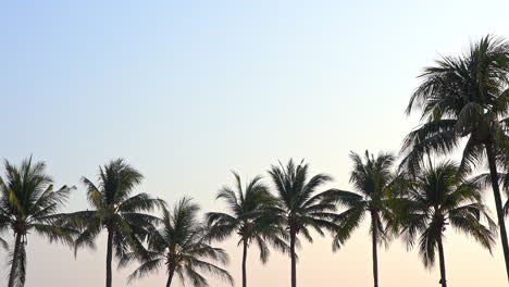 Palmeras-Tropicales-Silueta-Vista-Panorámica-En-El-Cielo-Del-Atardecer,-Espacio-De-Copia-De-Plantilla-Estática