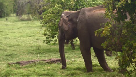 elephant eating grass