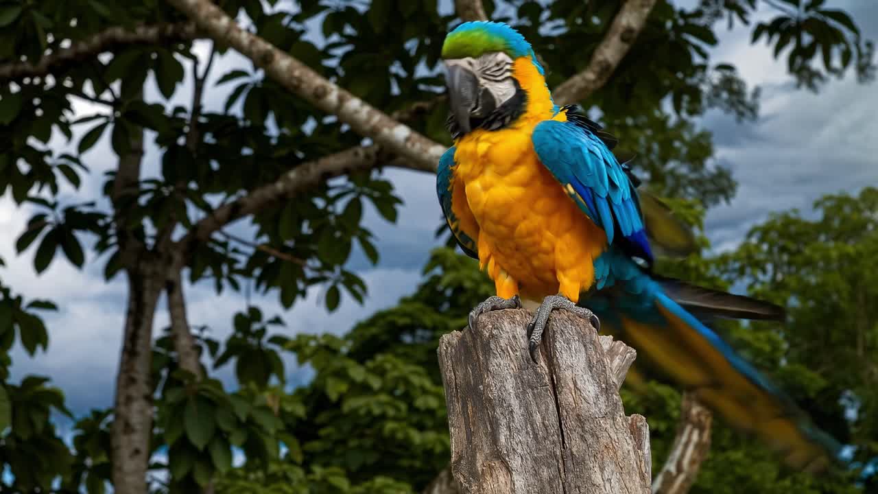 Vibrant parrot perched on a tree stump, captured from a low-angle