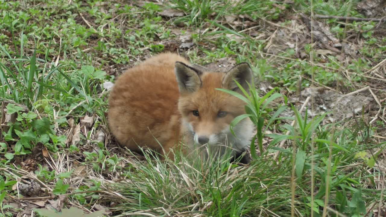 un lindo cachorro de zorro rojo yace en la hierba