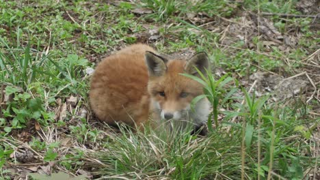 a cute cub of a red fox lies in the grass