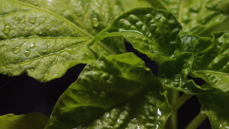 large drops of water fall on the leaves of a young ghost pepper plant