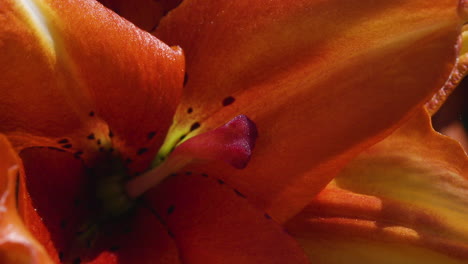 vista macro primer plano del pistilo de la flor de lirio rojo durante un día de verano brillante y ventoso