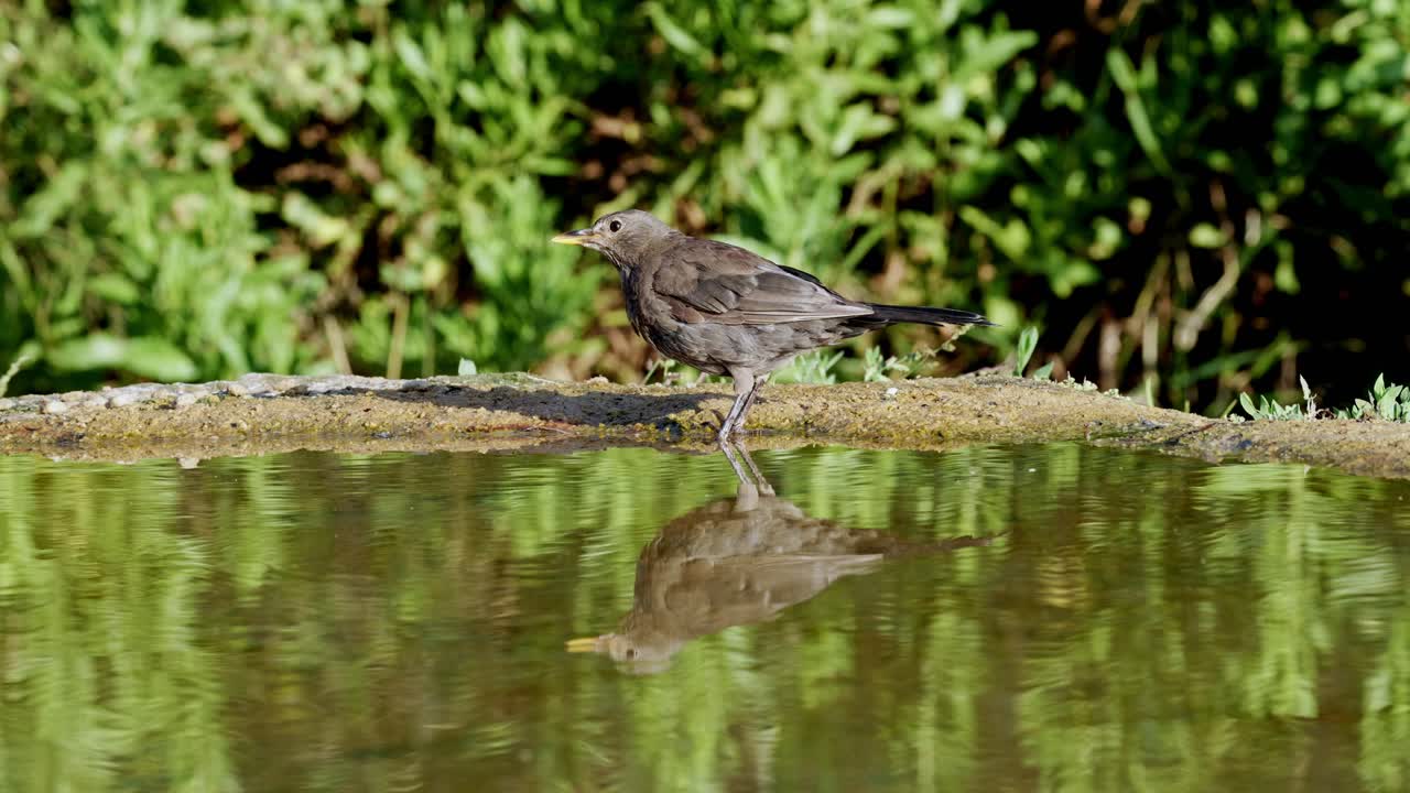 A female Blackbird drinks water at a natural spring