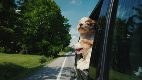 Sommer-Roadtrip-In-Amerika-Zwei-Süße-Hunde-Spähen-Aus-Einem-Autofenster