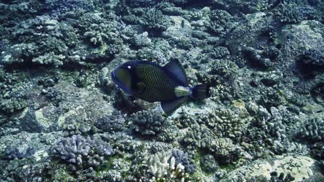 huge titan tfriggerfish searching for food on the colorful volcanic reef