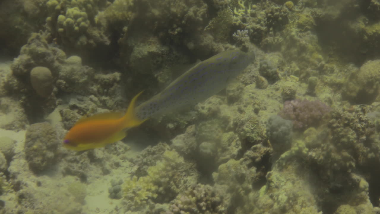 File Fish or Scrawled Fish also known as foolfish, leatherjackets or shingles in The Coral Reef of The Red Sea of Egypt