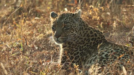 una toma mediana de un leopardo adulto descansando mientras mira por encima del hombro hacia la cámara