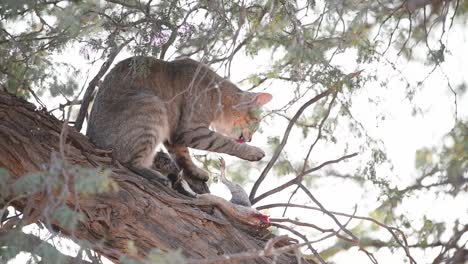 An-African-wild-cat-sitting-up-in-a-tree-cleaning-itself-with-the-left-over-prey-next-to-her,-Kgalagadi-Transfrontier-Park