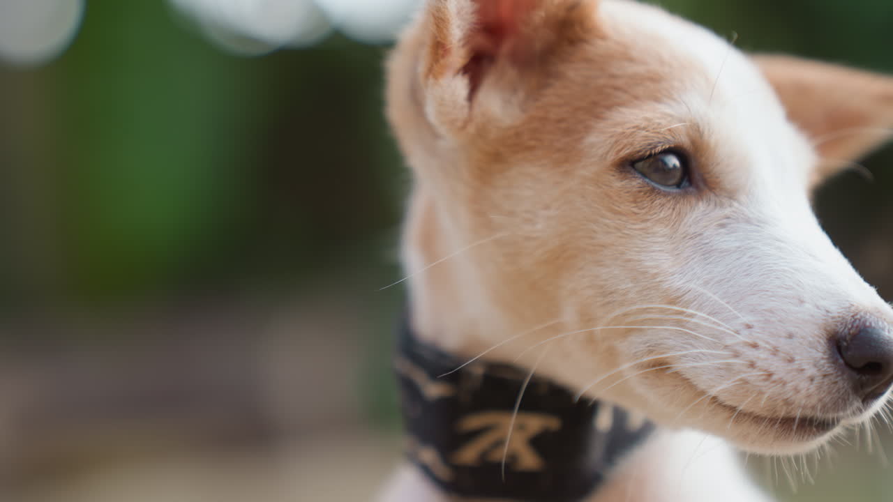 Profilo di cucciolo fulvo con collare nero. Ritratto di profilo di un cucciolo fulvo attento che indossa un collare sportivo nero all'aperto, con uno sfondo morbido e sfocato. Dettaglio della pelliccia illuminata dal sole, primo piano, calma elegante, espressione dolce e naturale.