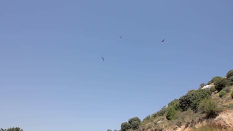 griffon vultures flying, burgos, castilla y león, spain