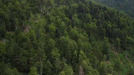 spruce evergreen pine green tree, dense swiss forest canopy, aerial europe