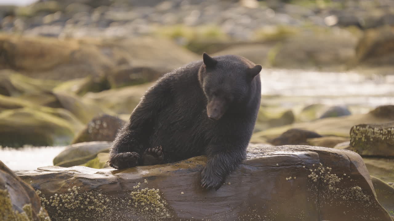 Un orso nero cammina lungo il fiume e la spiaggia in cerca di salmone da mangiare prima del letargo nella Columbia Britannica, in Canada