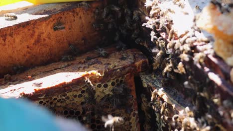 beekeeper moves the frames with honeycombs, with bees and honey with his hands. apitherapy.