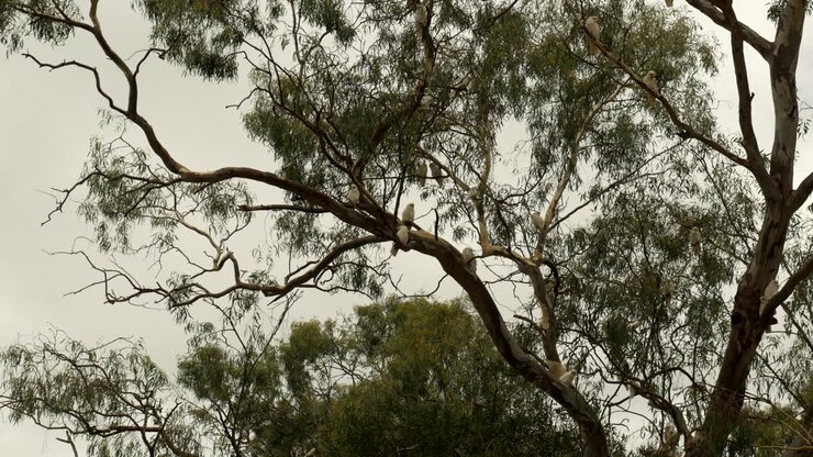 Invasione di Corella australiane in una cittadina del Victoria