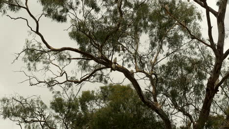 Native-Australian-Corella-flock-in-plague-proportions-at-a-Victorian-township