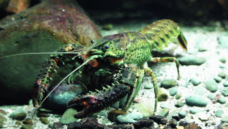 crayfish crawling on bottom of tank with pebbles in zoo