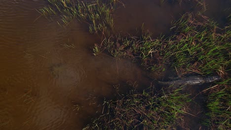 alligator swimming to find a good hiding spot in the weeds smooth beast beauty