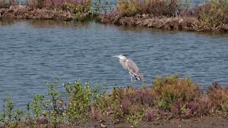 Camera-zooms-out-while-this-bird-is-standing-on-its-left-leg-during-a-hot-summer-day,-Grey-Heron-Ardea-cinerea,-Thailand