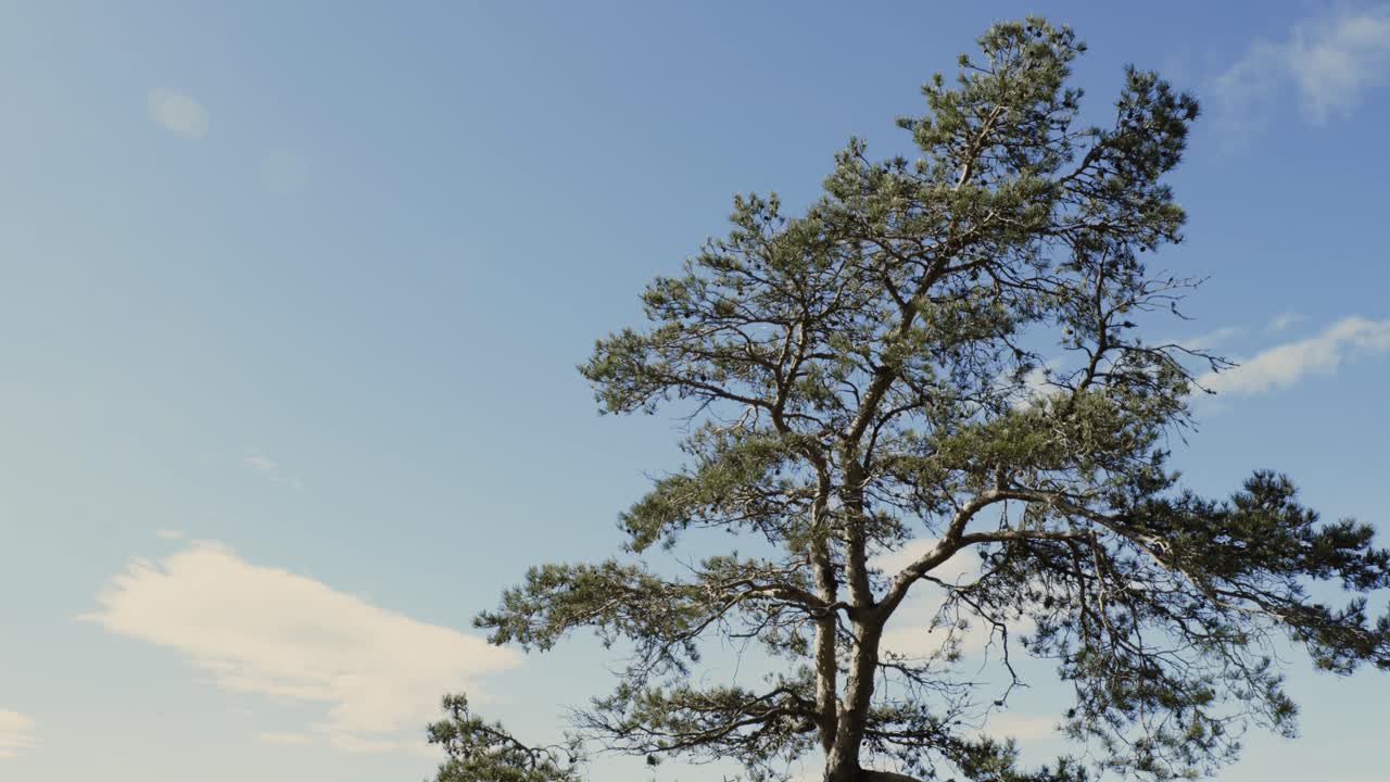 Albero che ondeggia al vento con cielo blu sullo sfondo.