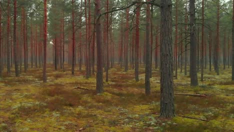 Drone-Volando-A-Través-De-árboles-Verdes-En-El-Bosque-Virgen,-Naturaleza-Salvaje,-Estados-Unidos