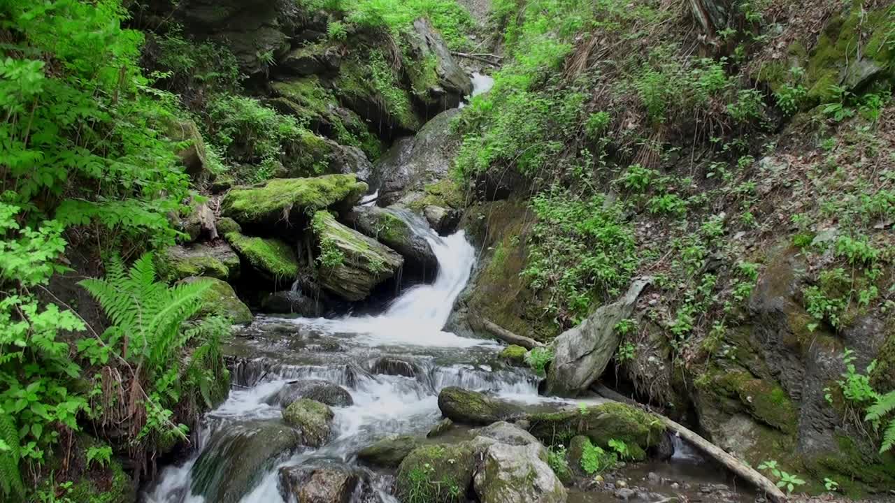 Afslappende optagelser af et lille vandfald, der strømmer mellem mosbevokset jord og grønne bregneplanter og træer i en kløft om sommeren