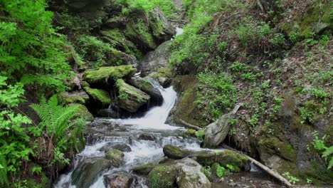 relaxing footage of a small waterfall flowing between mossy ground and green fern plants and trees in a gorge in summer