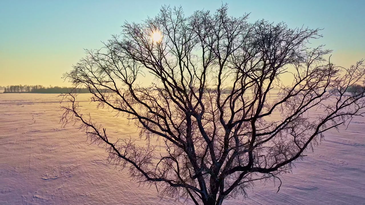 Winter sunrise over a snow-covered field frozen lake, bare tree in the foreground