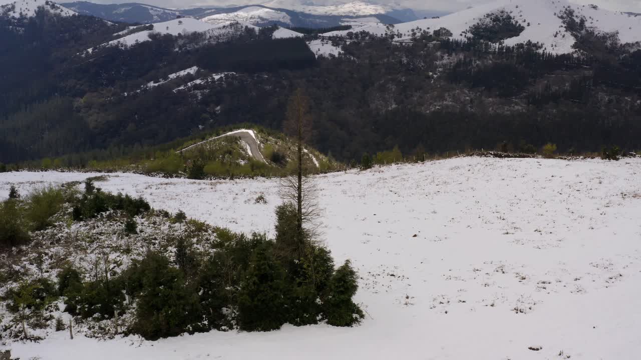 orbitando sobre un árbol alto y solitario sin hojas en el paisaje alpino, fondo de montañas nevadas, bizkaia
