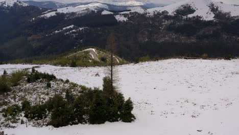 Orbiting-over-Lonely-tall-leafless-tree-on-alpine-landscape,-Snow-capped-mountains-background,-Bizkaia