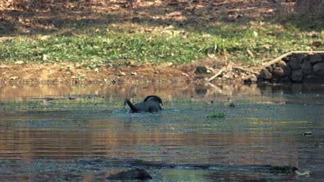 Plano-Medio-Del-Perro-Refrescándose-En-Medio-De-Un-Charco-De-Agua,-Luego-Sale,-Se-Sacude-Y-Continúa