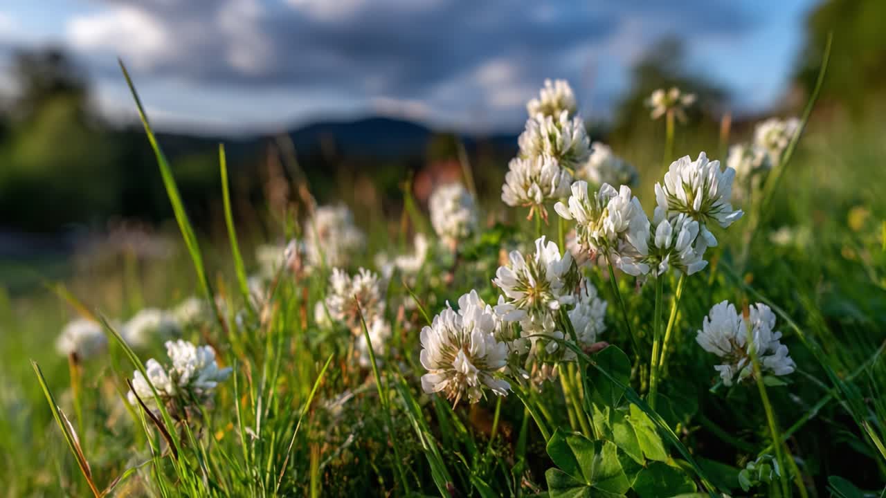 A Gorgeous Close-Up of White Clover Blossoms Nestled Amongst Lush Green Grass Under a Beautiful Cloudy Sky, Capturing the Essence of Nature's Serenity