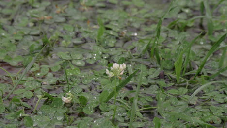 Regentropfen-Fallen-In-Die-Pfütze-Auf-Dem-Kleerasen