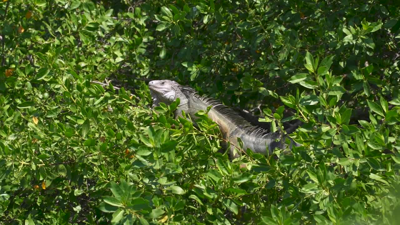 primer plano de una iguana en un árbol, rodeada de hojas verdes exuberantes