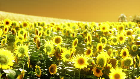 Campo-De-Girasoles-Florecientes-En-Una-Puesta-De-Sol-De-Fondo