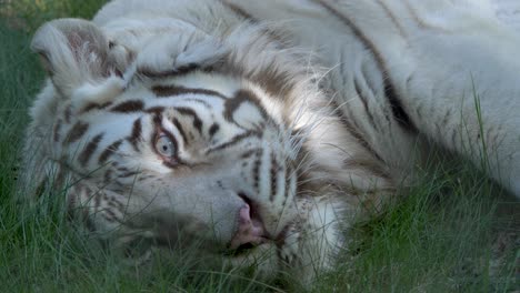 big white siberian tiger licking his mouth in 4k - close up shot on a tripod