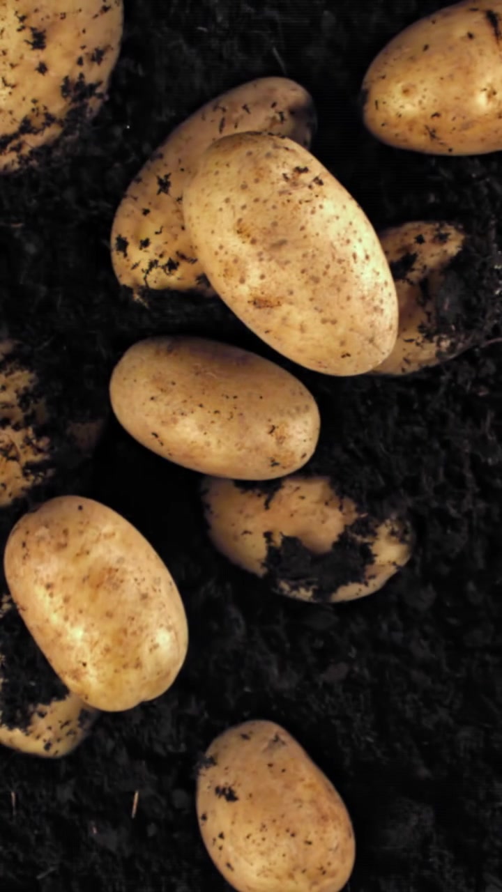 Patate appena raccolte adagiate su terreno scuro