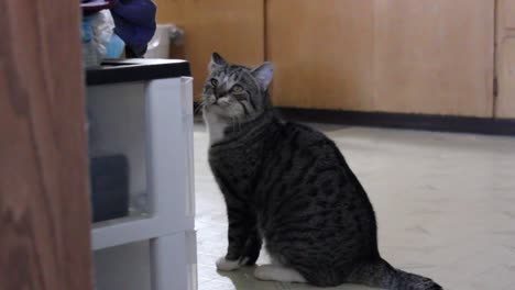 gato atigrado de pie en la cocina de una casa