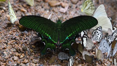 Paris-Peacock-Butterfly,-Papilio-Paris,-is-feeding-on-minerals-on-the-wet-forest-ground-at-Kaeng-Krachan-National-Park-while-other-butterflies-gather-around