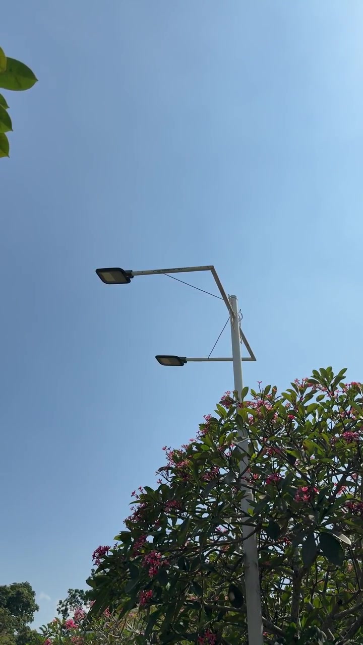 Tiang Lampu Jalan dengan Latar Langit Biru Cerah dan Pohon Berbunga