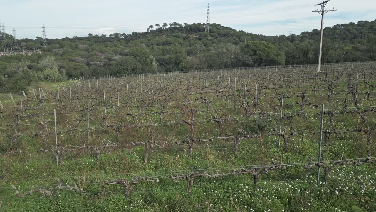 Green vineyard landscape near barcelona, featuring rows of grapevines, rolling hills, and electricity pylons stretching across verdant agricultural terrain under cloudy mediterranean sky