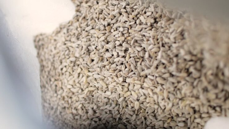 Sunflower seeds on a factory conveyor