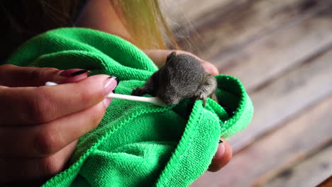 female animal rescuer feeding baby squirrel with milk using cotton swab while covered in a towel, handheld closeup