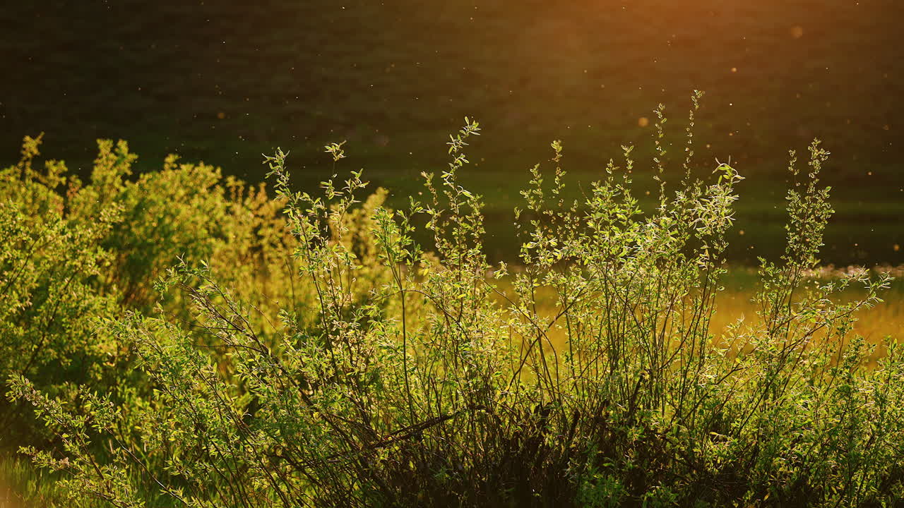 Serene View Of Nature With Birds And Bugs Flying In Summer Plants At Sunset. Slow Motion Shot