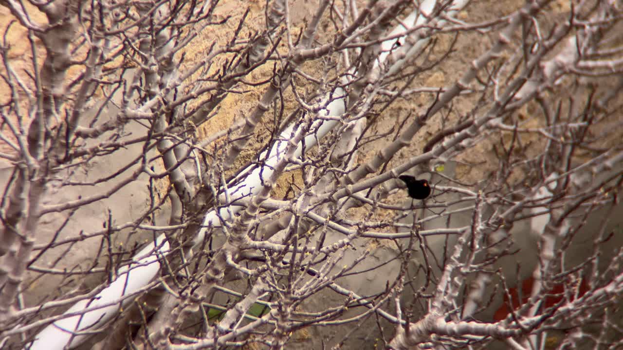 Red-winged blackbird is perched on the bare branches of a tree or bush in front of a white pipe and a light brown background, possibly a wall