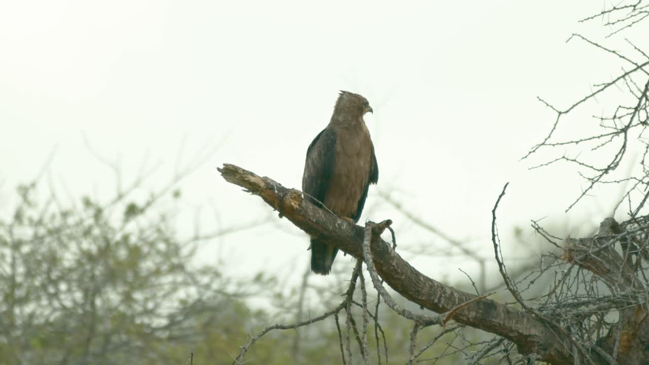 águila leonada en la rama de un árbol en el parque nacional de tsavo west, kenia
