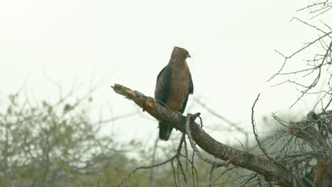 tawny eagle on tree branch in tsavo west national park, kenya